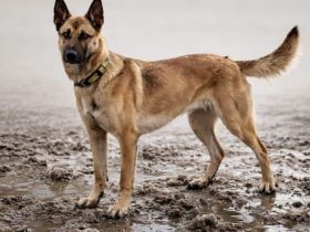 Creo wünscht sich ein Leben an deiner Seite