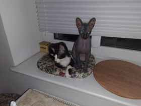 Deckkater Sucht Partnerin