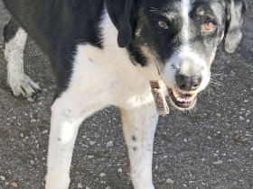 Giorgios - der Unscheinbare