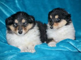 Wunderschöne Collie Welpen aus VDH Zucht