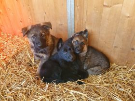 Deutsche Schäferhundwelpen zu verkaufen
