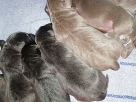 Typvolle Labradorwelpen in silber und charcoal m.P.