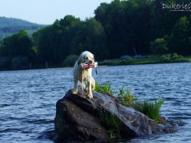 Clumber Spaniel ( FCI-Papiere)