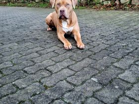 American Bully XL