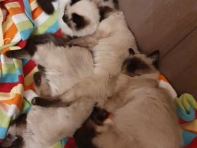 Wunderschöne junge Katzen (Heilige Birma / Ragdoll )