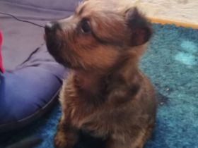 Australian Terrier Welpen