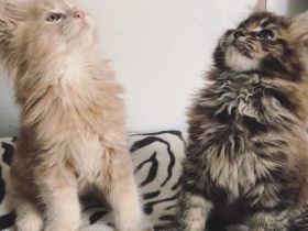 Liebevolle weibliche Maine-Coon-Kätzchen !@#