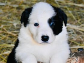 Border Collie Welpen