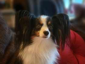 Papillons von der Flussaue