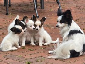 Papillons von der Flussaue