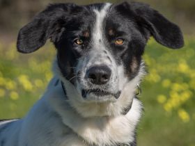 Cleo, muss die Welt entdecken