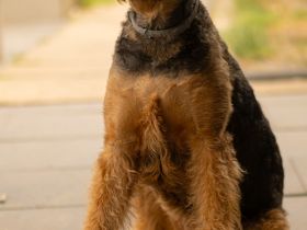 Airedale Terrier Welpen