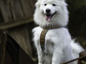 Samojeden von Fhelyai's Guardian Angel