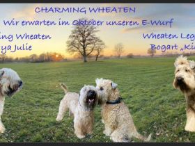 Irish Soft Coated Wheaten Terrier
