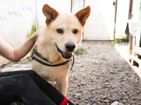 Intelligenter Michel sucht sein Für-Immer-Zuhause.