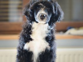 Portugiesischer Wasserhund - Welpen mit FCI-Stammbaum