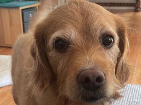 Deckrüde Labradoodle