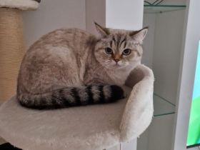 Reinrassige britisch kurzhaar Katze abzugeben