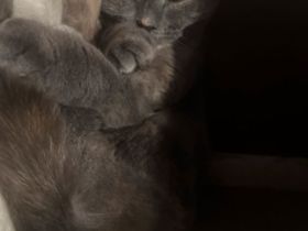 Bkh mix Katze abzugeben