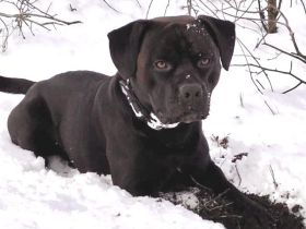 Toller Rüde sucht neues Zuhause