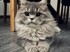 Deckkater BLH BKH Tabby Blue Britisch Langhaar LDK Regen/Deggendorf