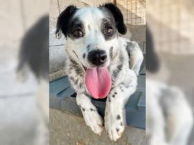 Ängstliche Honey mit den Panda-Augen