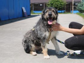 Zodi wünscht sich ein Zuhause!