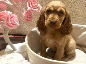 Amerikanische Cockerspaniel Welpen