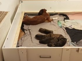 2 Fellnasen suchen ein neues Zuhause