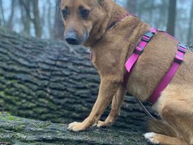 Emily, ca. 40cm, a.d.Tierschutz, sucht Herzensmenschen