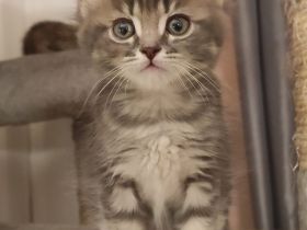 Maine Coon & BKH Mix Kitten