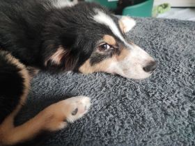 2 Jungs, Australien Shepherd, auf der Suche nach eine tollem Zuhause