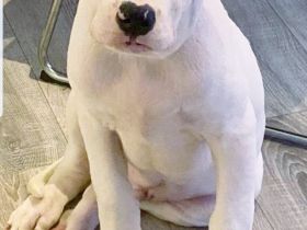 Reinrassiger American Bulldog 15 Wochen alt