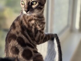 Bengalkitten reinrassig
