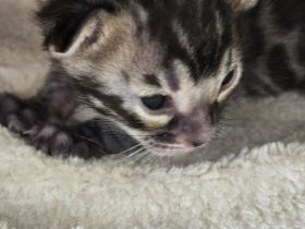 Bengalkitten reinrassig