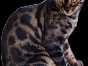 Bengalkitten reinrassig