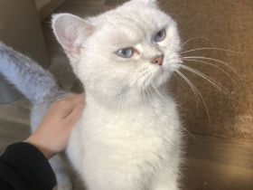 Britische Kurzhaar Katze (Bkh) Silver Shaded