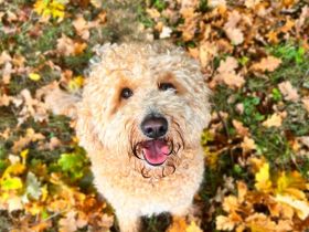 Goldendoodle Deckrüde