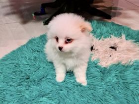 Zuckersüßer schneeweißer Pomeranian Welpe/ Hündin