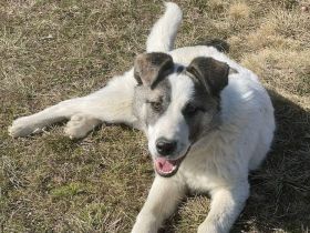 Eroberst du mit Arwen das Leben?