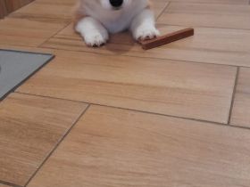 Welsh Corgi Pembroke