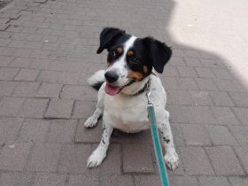 Foxi sucht neues Zuhause