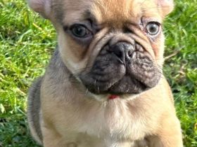 4 Französische Bulldoggenwelpen 9 Wochen suchen Dich!