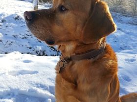 Deckrüde Labrador Retriever  kein Verkauf