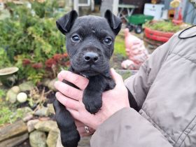 Patterdaleterrier