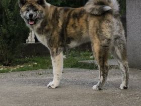 Akita Inu FCI Pedigre