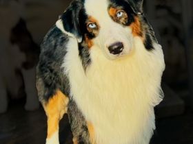 Black Tri Blue eyed Deckrüde ASCA ( viel Showline ) kein Verkauf