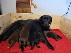 Reinrassige,wunderschöne Labrador Welpen aus liebevoller Zucht
