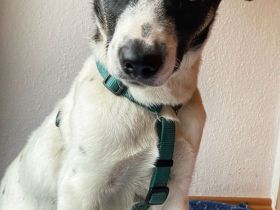 Eddy sucht neues Zuhause