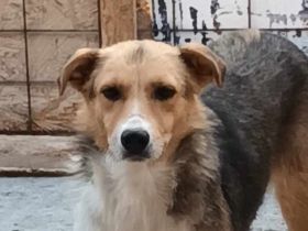 Naomi, ruhige und soziale Hündin